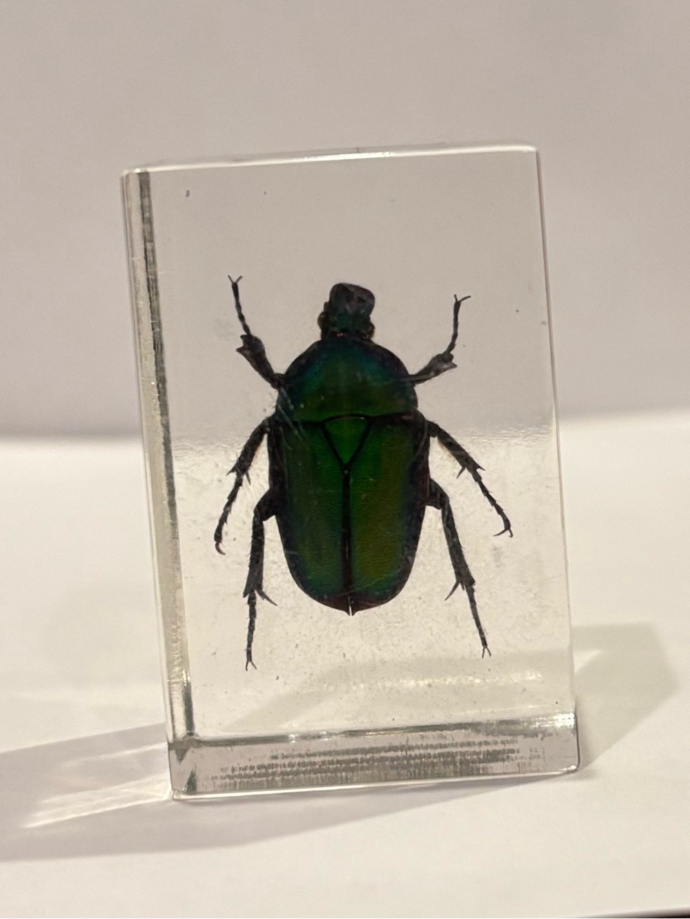 Green Metallic Scarab Beetle Paperweight